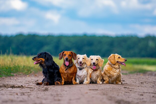 Domestic animals Five dogs are sitting in line on ground Different breeds walking outside