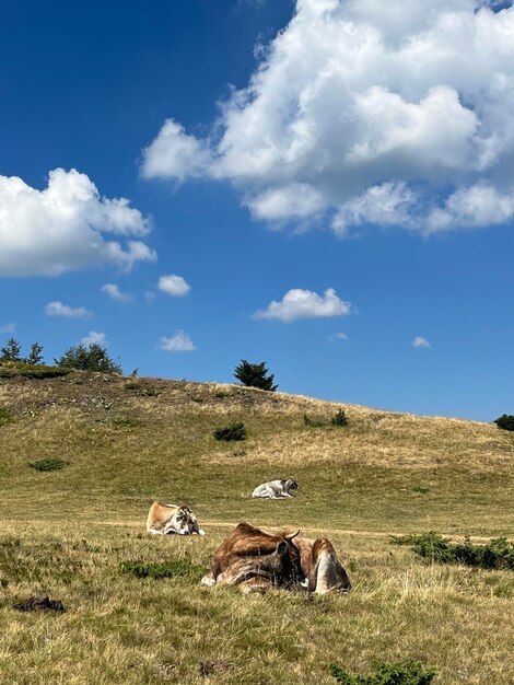 Domestic animals in gornje velje duboko