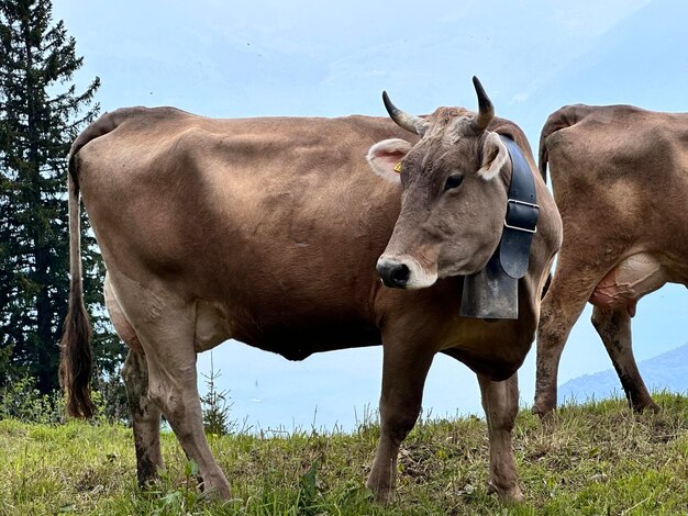 Domestic animals in rigi klosterli