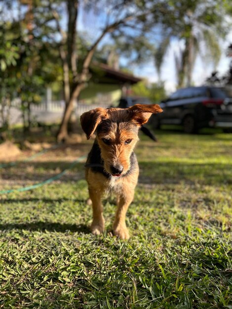 Domestic animals in stio so jos