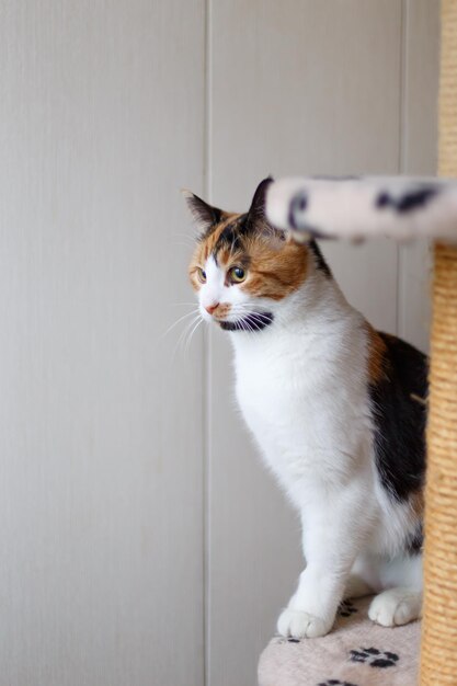 Domestic beautiful tricolor cat with yellow amber eyes sits on a cat climbing frame indoors