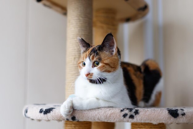 Domestic beautiful tricolor cat with yellow amber eyes sits on a cat climbing frame indoors