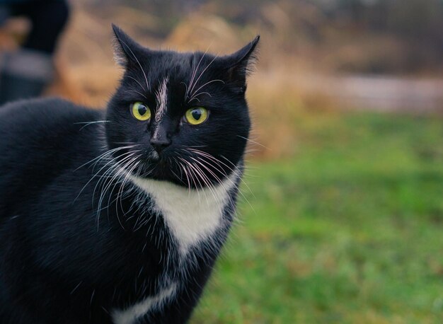 Domestic black cat with green eyes curiously looking