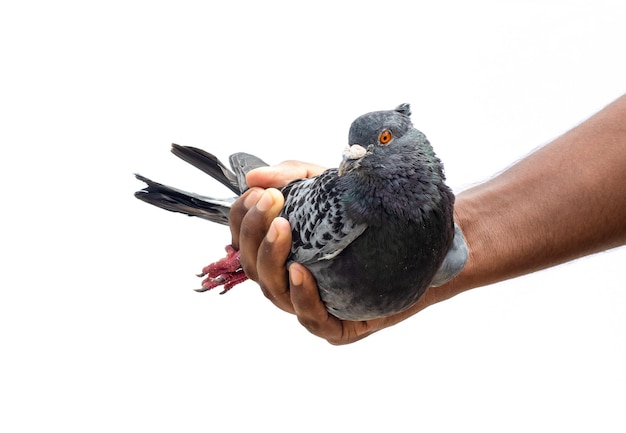 A domestic black racing pigeon on a male hand close up on isolated white background