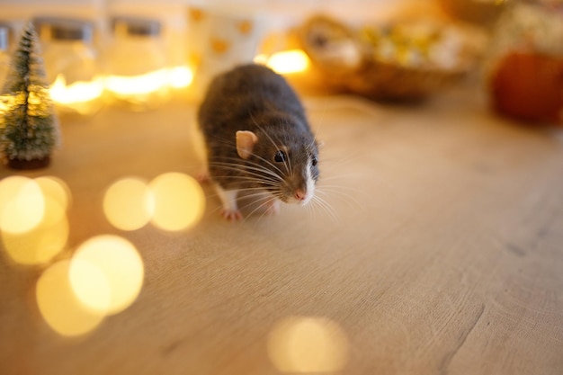 Ratto nero domestico simbolo del ratto di capodanno su sfondo bokeh di luci di natale