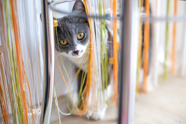 Domestic cat in bandage after surgery at home plays with paw with a curtain Funny little pet