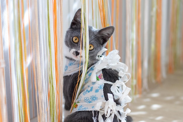 Photo domestic cat in bandage after surgery at home plays with paw with a curtain postoperative dressing c