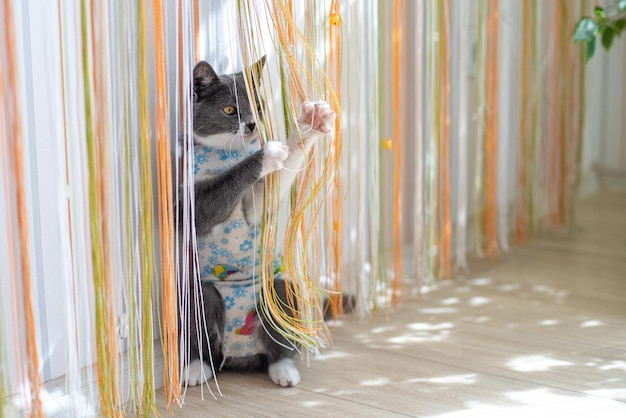 Domestic cat in bandage after surgery at home plays with paw with a curtain postoperative dressing c