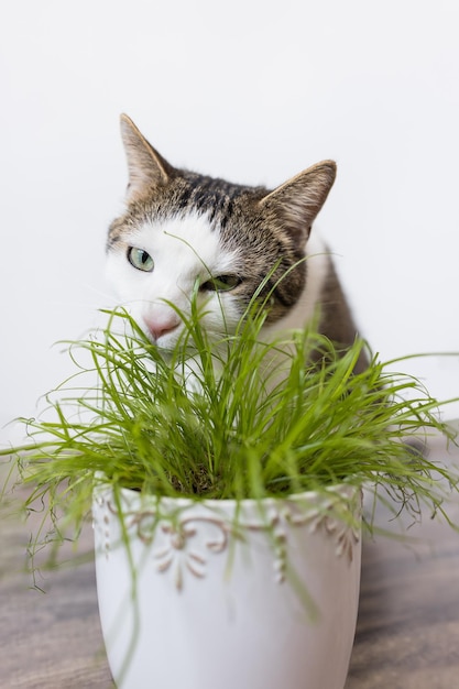 猫のジューシーな緑の草を食べる国内の猫