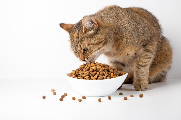 Domestic cat eats dry food from a white ceramic bowl. White background.