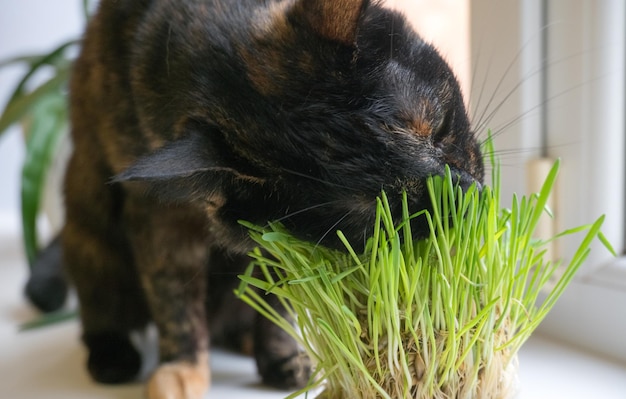 飼い猫は窓のクローズアップの近くで新鮮な草を食べる