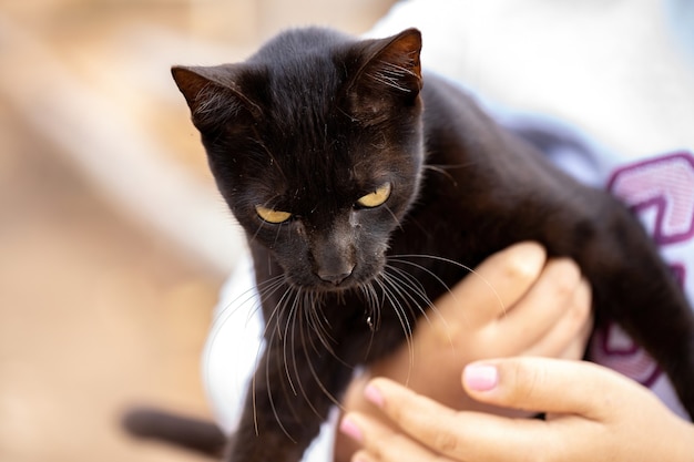 選択的な焦点とクローズアップで飼い猫の顔