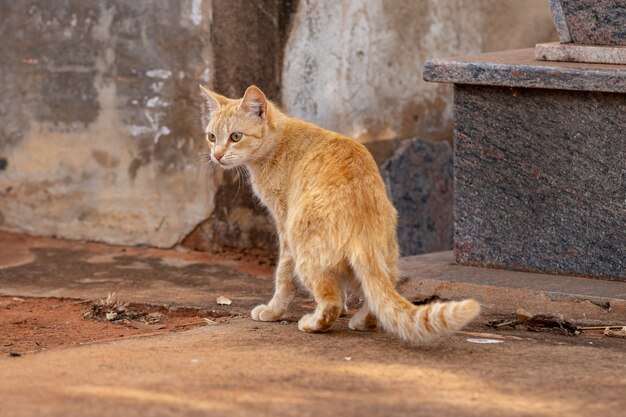 Domestic cat face in close-up with selective focus