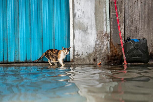 Domestic cat at flood