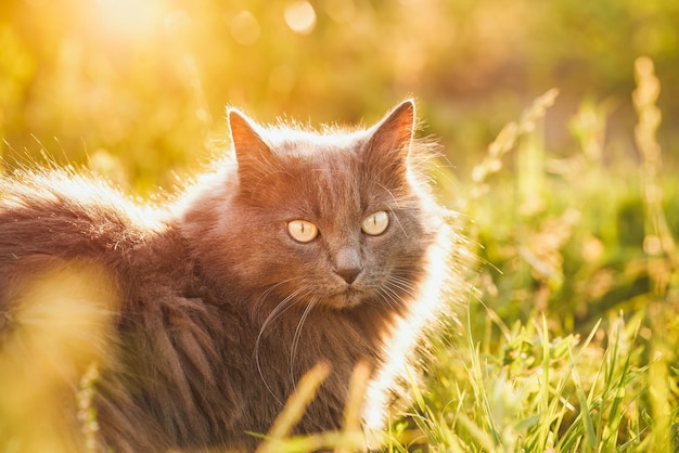 정원에 있는 집고양이 꽃이 만발한 풀밭에 있는 아름다운 태비 고양이 정원의 행복을 즐기는 모습