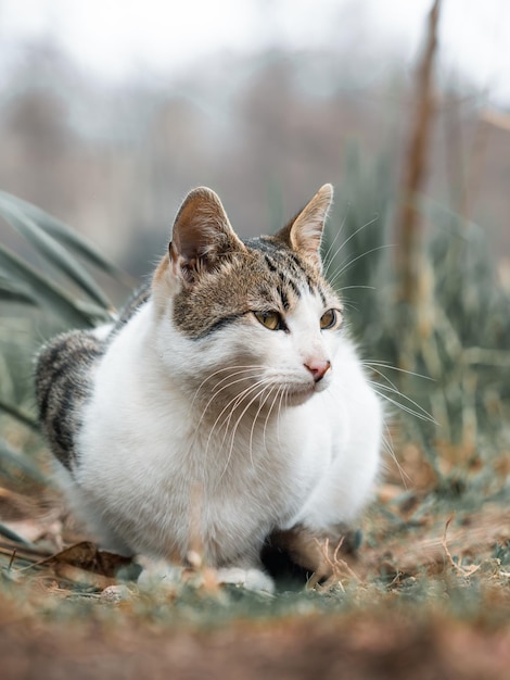 Domestic cat on the ground