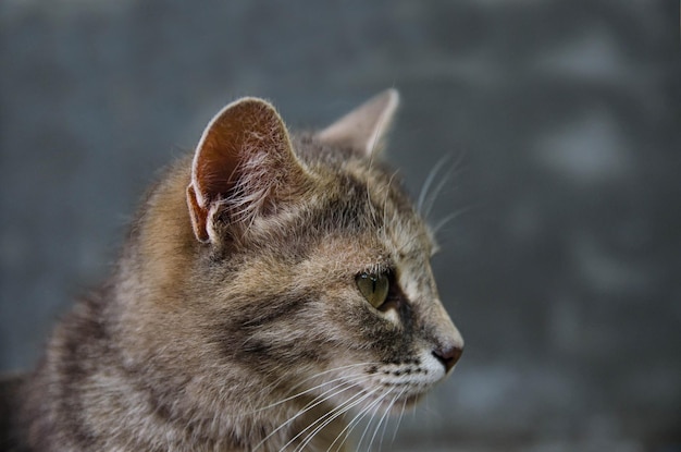 Domestic cat head in profile on a gray background Animal portrait striped tabby female cat
