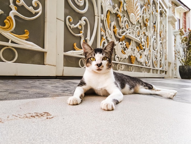 家のテラスの前でくつろいでいる飼い猫