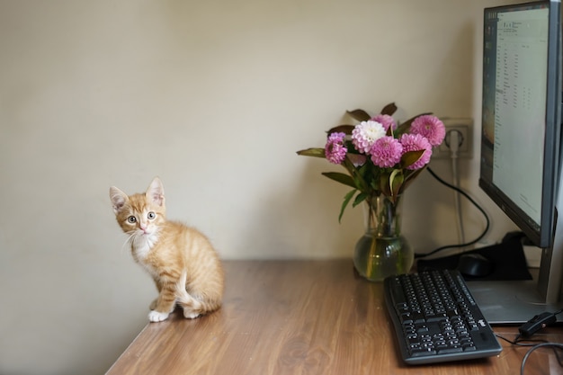 飼い猫が花束とコンピューターを持って花瓶の近くのテーブルに座っています。高品質の写真