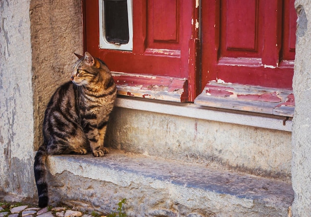 玄関先で飼い猫が愛人を待っています。