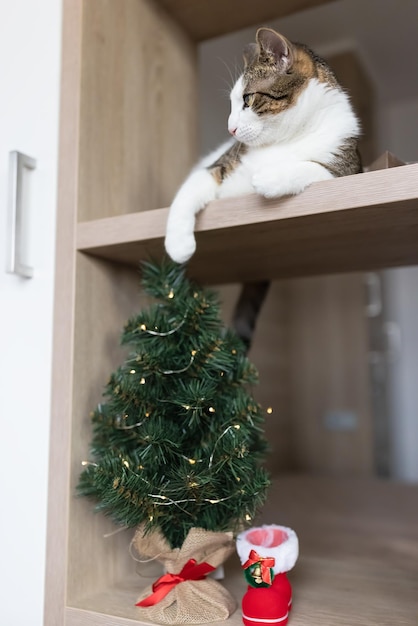 Domestic cat laying relaxed on shelf next to Christmas tree