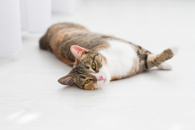 Domestic cat lies on the floor looking at the frame.