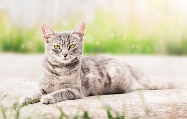 Domestic cat lies on the street and looks at the camera