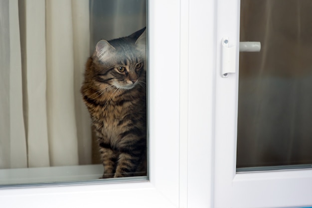 Domestic cat looks through a metal-plastic window