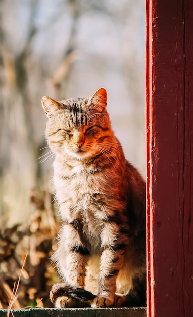 写真 田舎の家の入り口にある家猫 友好的なペットの肖像画