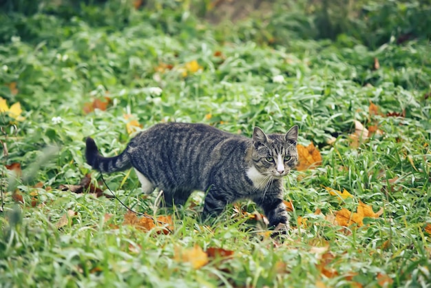 Домашняя кошка на улице