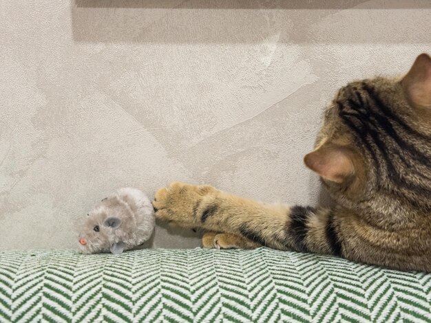 domestic cat plays with a plush mouse