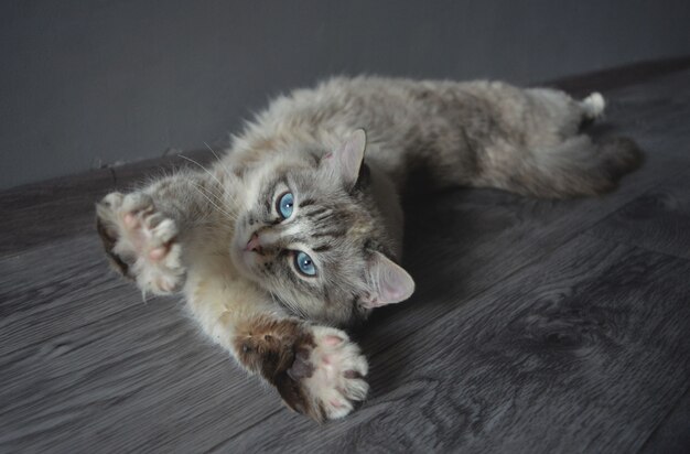 Domestic cat  point stretches out at full height lying.