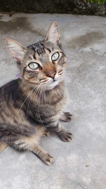 Domestic cat in porto de sauipe