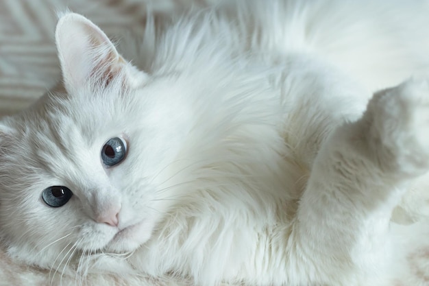 A domestic cat Portrait A white fluffy purebred cat Pets