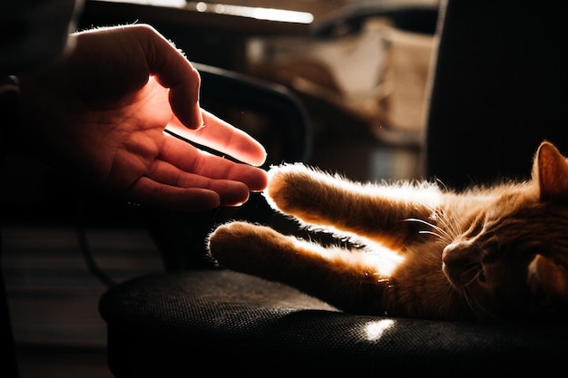 domestic cat silhouette