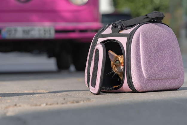 A domestic cat sits in a carrier next to a pink travel van
