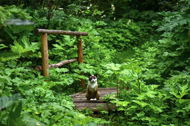 写真 家畜の猫が茂みの中の道に座っている