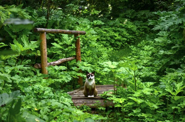 Domestic cat sits on a path in the bushes