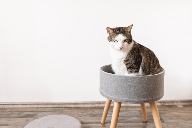 Domestic cat sits in trendy gray storage stool white wall copy space