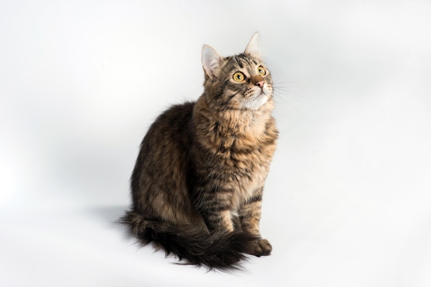 Domestic cat sits on a white background and looks up