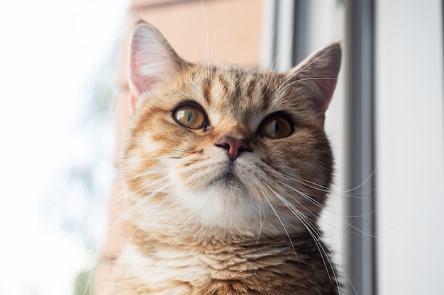 Premium Photo | A domestic cat sits on the windowsill and looks out the  window