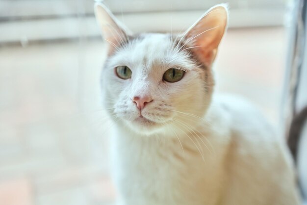 밖을 내다보는 창가에 앉아 있는 국내 고양이