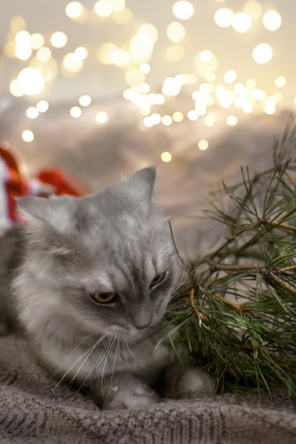 집 고양이가 크리스마스 트리의 가지를 킁킁 거리다 애완 동물과 휴일 수의학