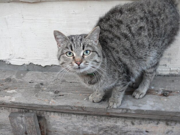 Photo domestic cat standing on a wooden board and posing for the camera