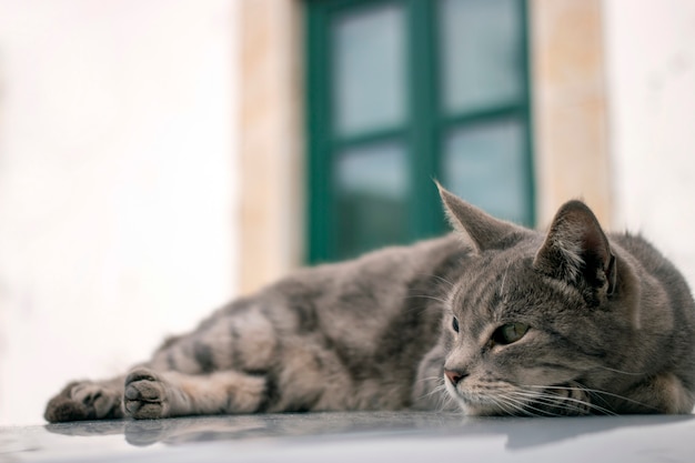 Domestic cat on top of car