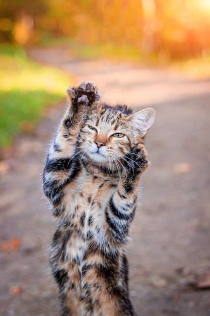 Foto gatto domestico per una passeggiata nel parco di autunno.