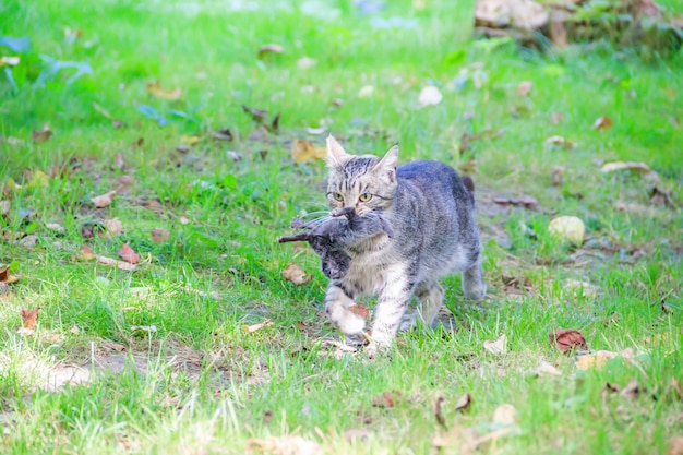 Domestic cat on a walk in the yard . A pet. Cat. Cat on a walk. Mammal. Animal hair.