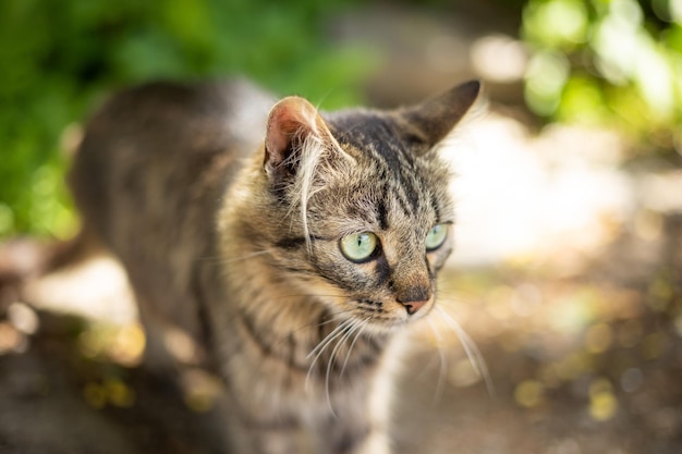 domestic cat walks around the yard