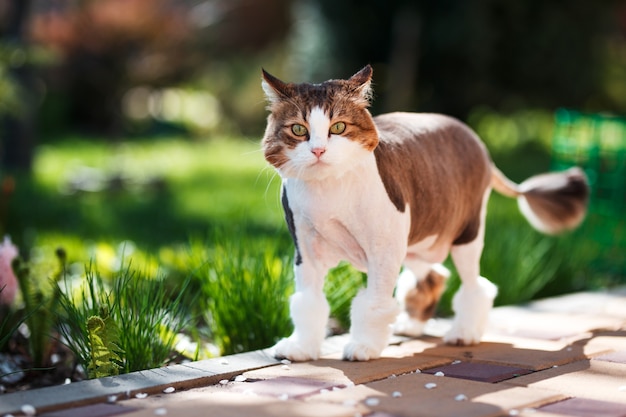 春の晴れた日には飼い猫が中庭を散歩します。