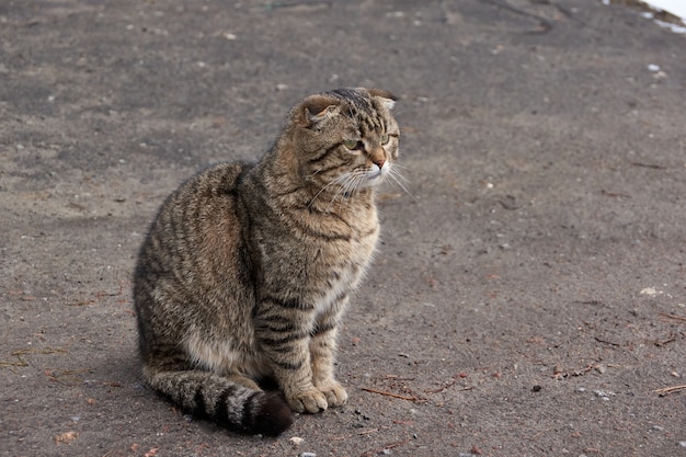 domestic cat walks in the yard of the house and gains an appetite.